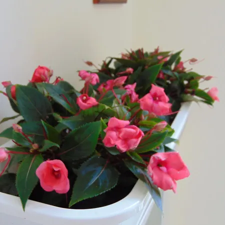 아파트호텔 Liberty 4*